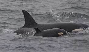 Killer Whale mother and calf, photo by Daniel Bianchetta