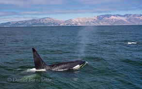 Killer Whale near the coast, photo by Daniel Bianchetta