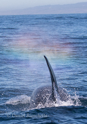 Killer Whale Rainblow, photo by Daniel Bianchetta