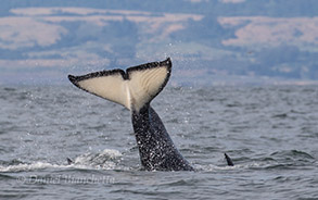 Killer Whale tail with Killer Whale rake marks, photo by Daniel Bianchetta