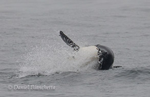 Killer Whale taking a Common Murre, photo by Daniel Bianchetta