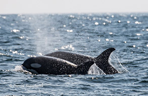 Killer Whales, photo by Daniel Bianchetta
