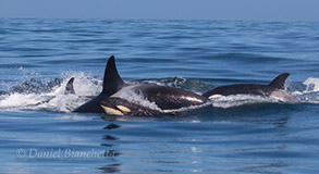 Killer Whales with calf, photo by Daniel Bianchetta