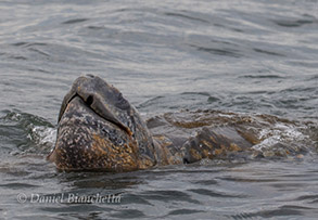 Leatherback Sea Turtle, photo by Daniel Bianchetta
