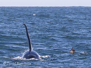 Male Killer Whale and Black-footed Albatross, photo by Daniel Bianchetta