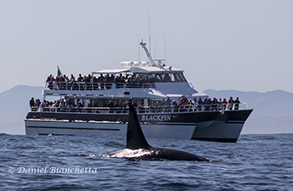Male Killer Whale by the Blackfin, photo by Daniel Bianchetta