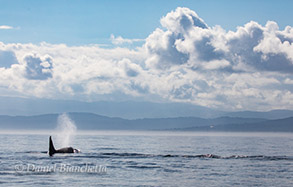 Male Killer Whale, photo by Daniel Bianchetta