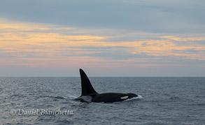 Male Killer Whale Lonesome George, photo by Daniel Bianchetta