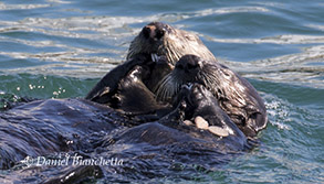 Southern Sea Otter mother and pup eating sand dollars, photo by Daniel Bianchetta