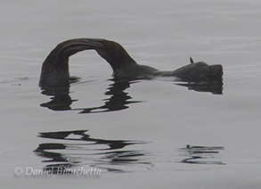 Northern Fur Seal, photo by Daniel Bianchetta