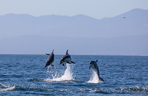 Pacific White-sided Dolphins breaching sequence #2, photo by Daniel Bianchetta