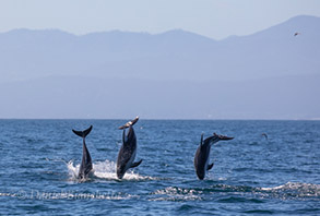 Pacific White-sided Dolphins breaching sequence #4, photo by Daniel Bianchetta
