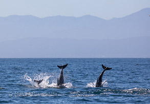 Pacific White-sided Dolphins breaching sequence #5, photo by Daniel Bianchetta