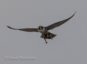 Peregrine Falcon, photo by Daniel Bianchetta