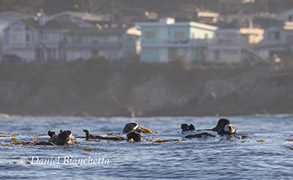 Raft of Southern Sea Otters, photo by Daniel Bianchetta