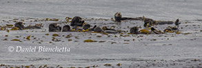 Raft of Southern Sea Otters, photo by Daniel Bianchetta