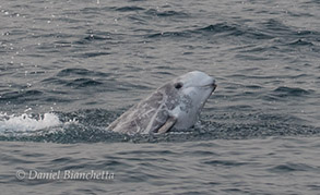 Risso's Dolphin, photo by Daniel Bianchetta