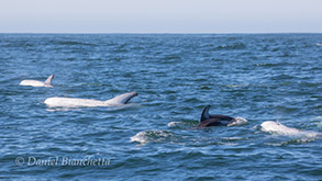 Risso's Dolphins and Pacific White-sided Dolphin, photo by Daniel Bianchetta