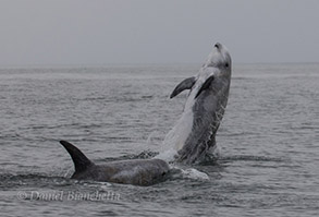 Risso's Dolphins, photo by Daniel Bianchetta
