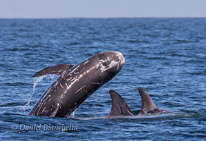 Rissos Dolphins, photo by Daniel Bianchetta