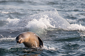 California Sea Lion with Humpback Whale in background, photo by Daniel Bianchetta