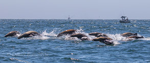 California Sea Lions running from Killer Whales, photo by Daniel Bianchetta