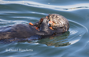Southern Sea Otter eating Pelagic Red Crabs, photo by Daniel Bianchetta