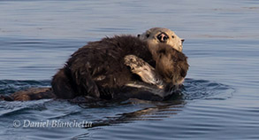 Sea Otter mother and pup, photo by Daniel Bianchetta