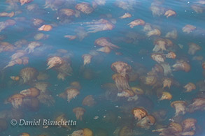A smack of Sea Nettles, photo by Daniel Bianchetta