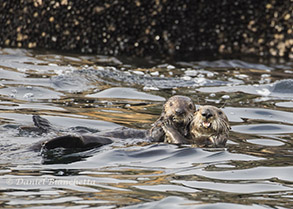 Southern Sea Otters, photo by Daniel Bianchetta