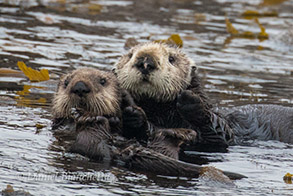 Southern Sea Otter mother and older pup, photo by Daniel Bianchetta