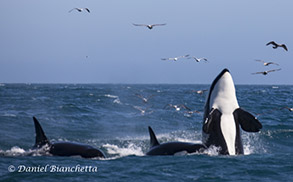 Spyhopping Killer Whale, photo by Daniel Bianchetta