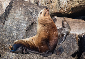 Steller Sea Lion and California Sea Lion, photo by Daniel Bianchetta