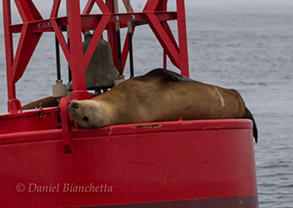 Steller Sea Lion on buoy, photo by Daniel Bianchetta