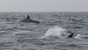 Two Fin Whales, photo by Daniel Bianchetta