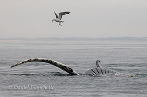 Upside-down Humpback Whale and Gull with Anchovy, photo by Daniel Bianchetta