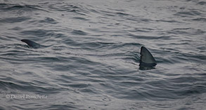 Blue Shark, photo by Daniel Bianchetta