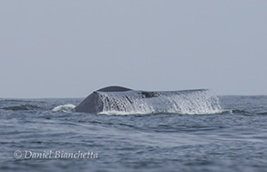 Blue Whale Tail, photo by Daniel Bianchetta
