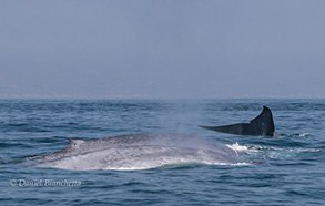 three Blue Whales, photo by Daniel Bianchetta