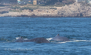 Two Blue Whales, photo by Daniel Bianchetta