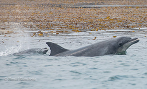 Bottlenose Dolphins, photo by Daniel Bianchetta