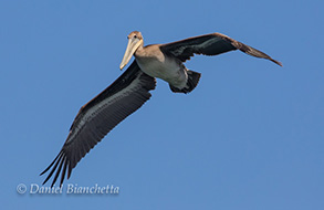 Brown Pelican, photo by Daniel Bianchetta