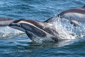 Brownell (Color morph) Pacific White-sided Dolphin, photo by Daniel Bianchetta