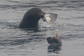 California Sea Lion eating a Mola Mola (ocean sunfish), photo by Daniel Bianchetta