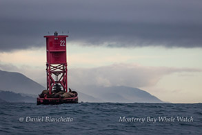 California Sea Lions on the buoy, photo by Daniel Bianchetta
