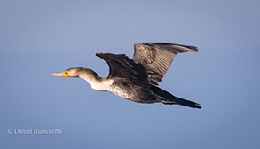 Double-breasted Cormorant, photo by Daniel Bianchetta