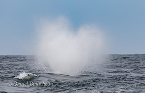 Fin Whale Blow, photo by Daniel Bianchetta
