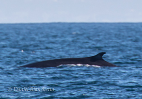 Fin Whale, photo by Daniel Bianchetta
