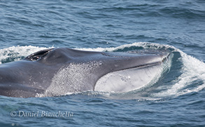 Fin Whale, note light right jaw, photo by Daniel Bianchetta