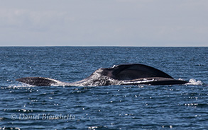 Lunge Feeding Fin Whale, photo by Daniel Bianchetta